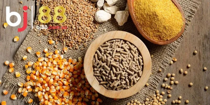Bật mí chế độ dinh dưỡng cho gà đá bo BJ88