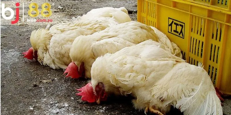 Những cách xử lý khi gà đá bị sốc nhiệt cùng BJ88