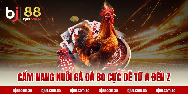 Cẩm nang nuôi gà đá bo cực dễ từ A đến Z tại BJ88