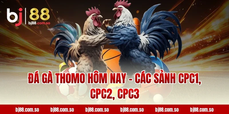 Đá gà Thomo hôm nay – Các sảnh CPC1, CPC2, CPC3