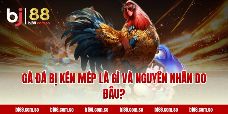 Gà đá bị kén mép là gì và nguyên nhân do đâu?