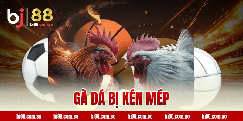 gà đá bị kén mép