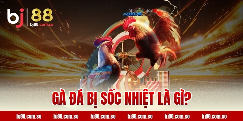 Gà đá bị sốc nhiệt là gì?