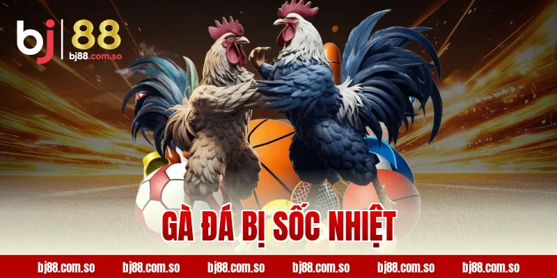 gà đá bị sốc nhiệt