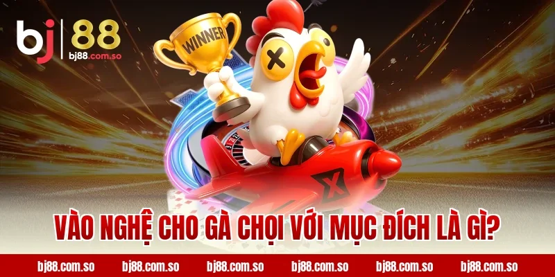 Vào nghệ cho gà chọi với mục đích là gì tại BJ88?