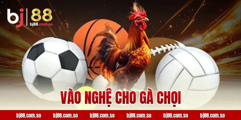 vào nghệ cho gà chọi